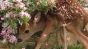 Little Gay Forest Discord server banner