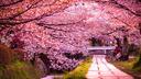 Скрытые в сакурах Banner