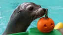 Spinning Seal FM 🦭 banner