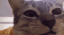 cursobot funs banner