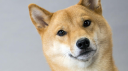 ScammerRevolts Discord server banner