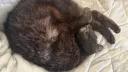 Cat banner