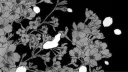 supra XD banner
