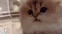 buni's basement banner