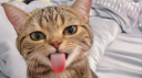 liquid.tf Discord server banner