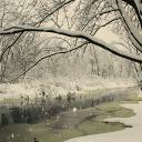 Those who Bloom and Those who Wilt. Banner