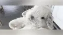 ♡ ᴛʜᴇ ʙᴜɴɴʏ ʙᴜʀʀᴏᴡ ♡ banner