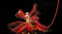 John's Carnivorous Plants banner