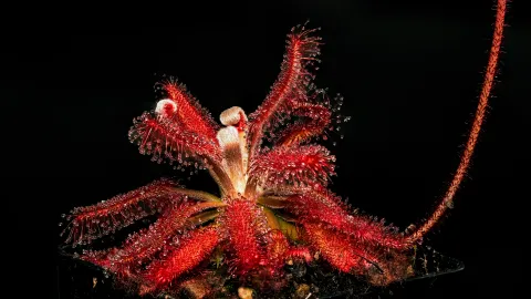 John's Carnivorous Plants banner