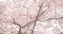 ♯ IVANTILLIAN ラー  [^._.^ ]ﾉ [seme tag] banner