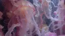 𑣲┆ピンク 𝚋𝚕𝚘𝚘𝚖𝚜 ˚.⋆ֹ Discord server banner