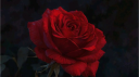 尺乇り 尺の丂乇  18+ server banner