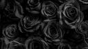 Black Rose Banner
