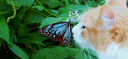 Maow 😺 | Social & Gatitos banner
