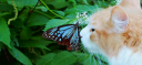 Maow 😺🎃 | Social & Gatitos Banner
