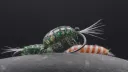 Mainely Flies - Fly Tying Server banner