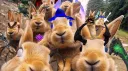 Carrot Farm [Buni] banner