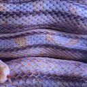Colubrid and Colubroid Keepers Banner