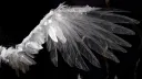veil. Discord server banner