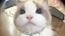 kitty 🌴 Discord server banner