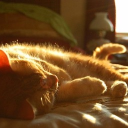 ─˚˖★.  calico kitters! ⭐ RVMP Discord server banner