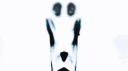 VSAL banner
