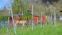 Irrenhaus banner