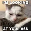 Fritty Chat Discord server banner
