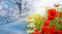 Chrysalis of Comfort ❄ banner