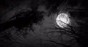 Camp Immortali Discord server banner