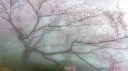 /naoria cemetary banner