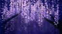 Luminari Banner