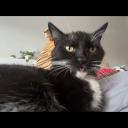 The Dabloon Project Banner