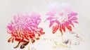 Kiku banner