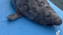 Girls™ server banner