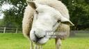 ｓｈｅｅｐ ｚｏｎｅ Banner