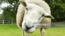 ｓｈｅｅｐ ｚｏｎｅ banner