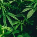 Tokers of Texas Banner