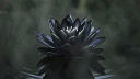 BlackLotus(VSG) banner