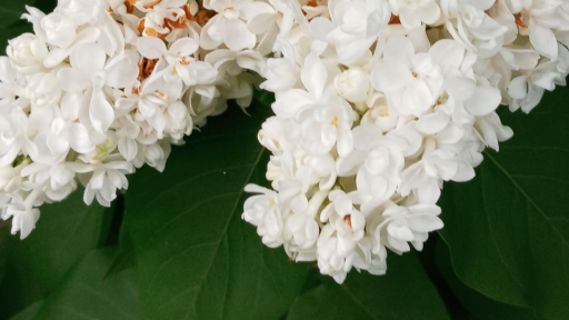 🌻☆○ Evy's Garden<3 ○☆🌻 Discord server banner