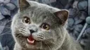 Rock Bottom Discord server banner