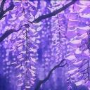 Lilac Meadows Banner