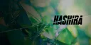 Hashira Studios banner