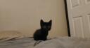 cats being cats Banner