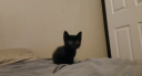cats being cats Banner