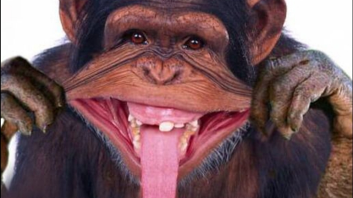 TheMonkeyHangout (TMH) Discord server banner