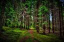 Forest of Brambles Banner