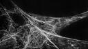The Web Banner