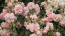 𓊆 ♡ 𝖀𝖍𝖍 𝕲𝖆𝖗𝖉𝖊𝖓 ♡ 𓊇 banner