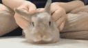 bunnys paradise banner